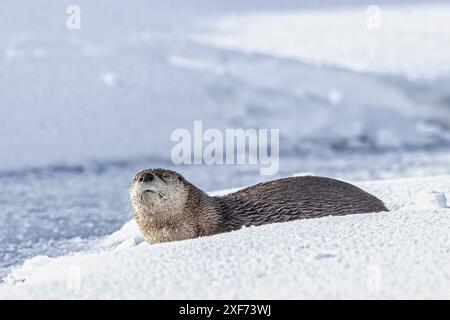 Lontra di fiume sulla neve nella Lamar Valley di Yellowstone Foto Stock