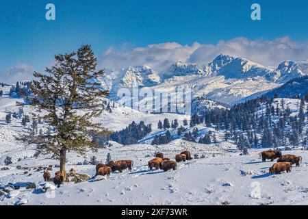 Bufalo in inverno nella catena montuosa settentrionale del parco nazionale di Yellowstone Foto Stock