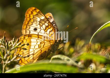 USA, New Mexico, ABQ BioPark Botanic Garden. Primo piano a farfalla pavone bianca. Foto Stock
