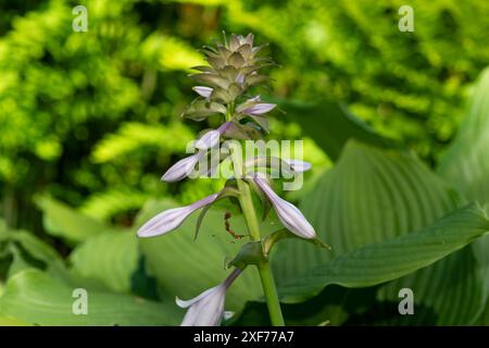 Primo piano di una hosta (Frances Williams) giglio in fiore Foto Stock