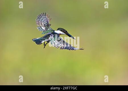 Uomo kingfisher verde in volo Foto Stock