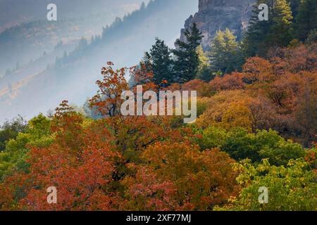 USA, Utah, Logan. Logan Pass Highway 89 e aceri del canyon di colore autunnale Foto Stock