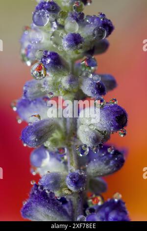 Stati Uniti, Stato di Washington, Sammamish. Primo piano di gocce di rugiada su fiori di delfinio in erba blu Foto Stock