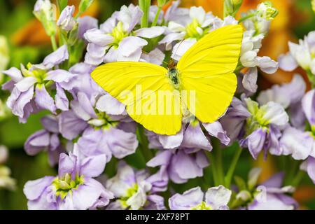 Stati Uniti, Stato di Washington, Sammamish. Farfalla di zolfo su brodo di lavanda Foto Stock
