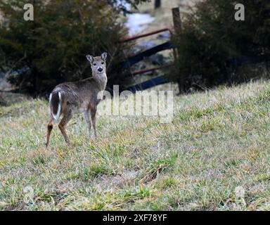 Un piccolo cervo bianco dalla coda guarda le spalle mentre pascolano in un campo vicino a Kingsport, Tennessee. Foto Stock