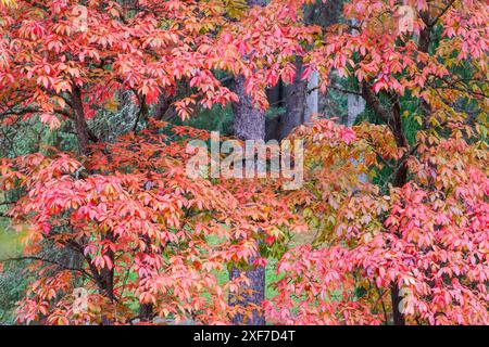 Stati Uniti, Stato di Washington, Seattle. Washington Park Arboretum in autunno con foglie rosse su aceri Foto Stock