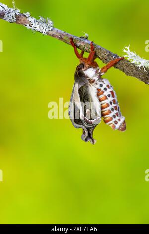 Stati Uniti, Stato di Washington, Sammamish. Falena di seta rossa robin, Hyalophora Cecropia. Mentre si schiudeva ed espandeva le sue ali. Foto Stock