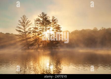 Piccola isola con alberi di pino che appannano un loon e il sole all'alba su un lago del Minnesota settentrionale durante l'estate Foto Stock