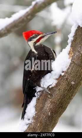 Stati Uniti, Stato di Washington, Sammamish. Picchio Pileato arroccato su un ramo coperto di neve Foto Stock