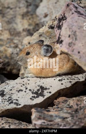 USA, Wyoming, Bridger Teton National Forest. Pika nordamericana in rocce ricoperte di licheni. Foto Stock