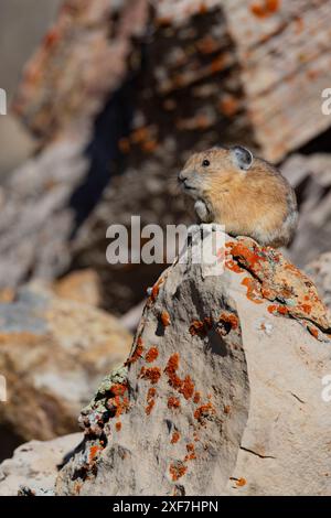 USA, Wyoming, Bridger Teton National Forest. Pika nordamericana in rocce ricoperte di licheni. Foto Stock