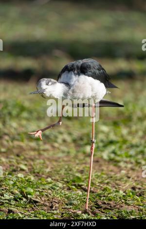 Un primo piano verticale di un uccello palafitte con ali nere in piedi su una gamba in un campo erboso Foto Stock