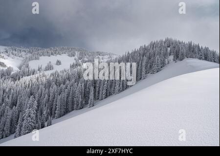 Stati Uniti, Wyoming. Paesaggio di ciotola innevata e alberi sempreverdi dopo la tempesta di neve. Foto Stock