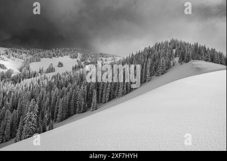 Stati Uniti, Wyoming. Paesaggio innevato dopo una tempesta di neve. Foto Stock