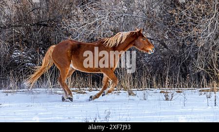 USA, Wyoming, Shell. Hideout Ranch, catena montuosa di Big Horn Foto Stock