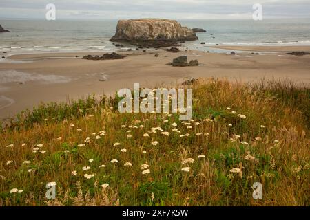 Table Rock view, Oregon Islands National Wildlife Refuge-Coquille Point Unit, Bandon, Oregon Foto Stock