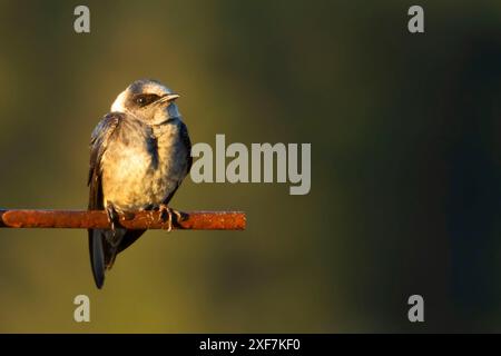 Purple Martin (Progne subis), Porto di Siuslaw Marina, Florence, Oregon Foto Stock