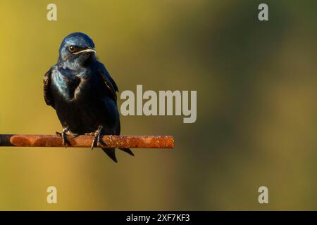 Purple Martin (Progne subis), Porto di Siuslaw Marina, Florence, Oregon Foto Stock