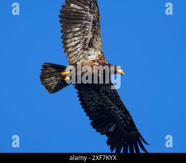 Aquila calva (Haliaeetus leucocephalus), EE Wilson Wildlife area, Oregon Foto Stock