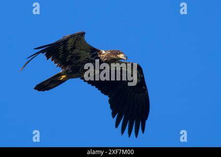 Aquila calva (Haliaeetus leucocephalus), EE Wilson Wildlife area, Oregon Foto Stock