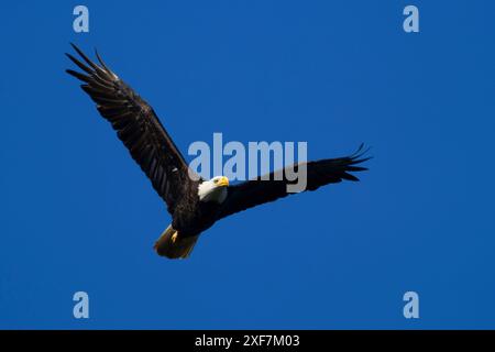 Aquila calva (Haliaeetus leucocephalus), EE Wilson Wildlife area, Oregon Foto Stock