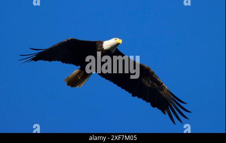 Aquila calva (Haliaeetus leucocephalus), EE Wilson Wildlife area, Oregon Foto Stock