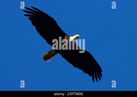 Aquila calva (Haliaeetus leucocephalus), EE Wilson Wildlife area, Oregon Foto Stock