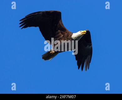 Aquila calva (Haliaeetus leucocephalus), EE Wilson Wildlife area, Oregon Foto Stock