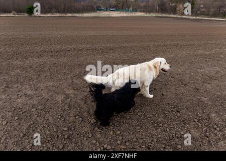 Un Golden Retriever e un altro cane giocano insieme in un grande campo marrone. Il Golden Retriever sta andando avanti, e l'altro cane segue da vicino beh Foto Stock