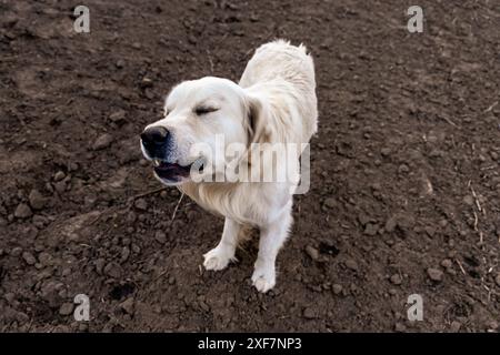 Un Golden retriever si trova in un campo di sporcizia, annusando il terreno. Il cane ha gli occhi chiusi e la bocca leggermente aperta. Foto Stock