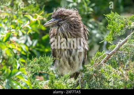 Giovane Night Heron incoronato Nero in una rookery. Foto Stock