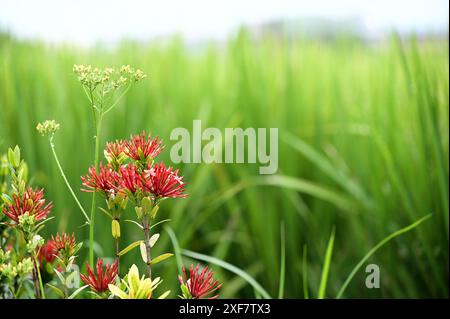 Contrasto luce diurna: Campi di riso verdi e fiori rossi Foto Stock