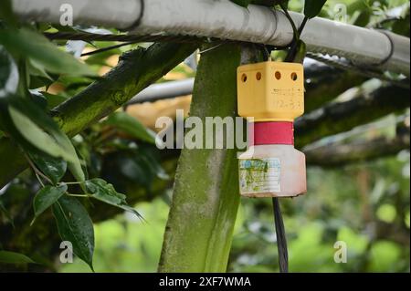 Le scatole di controllo dei parassiti nei frutteti di pere di Sanxing prevengono efficacemente i danni ai parassiti e riducono l'uso di pesticidi, garantendo un'elevata qualità, succosa, dolce e aroma Foto Stock