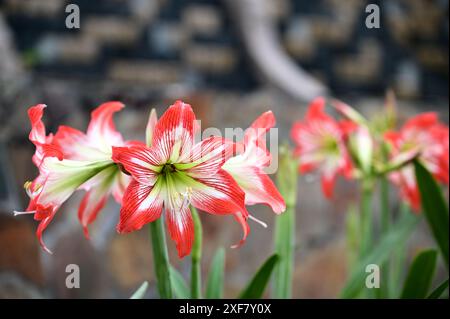 Amaryllis belladonna è uno splendido fiore bulbo originario del Sudafrica. Con le sue fioriture vivaci e la vegetazione lussureggiante, è una scelta popolare per i giardini. Foto Stock