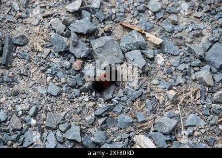 Orso lanuginoso arancione e bruco nero fuzzy sul Salamanca Trail a Fredericton, New Brunswick, Canada Foto Stock