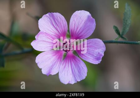 Primo piano di fiori di malva selvatica in fiore Foto Stock