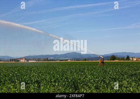 Impianto sprinkler per irrigare i terreni agricoli per mitigare gli effetti della siccità. Foto Stock