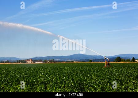 Impianto sprinkler per irrigare i terreni agricoli per mitigare gli effetti della siccità. Foto Stock