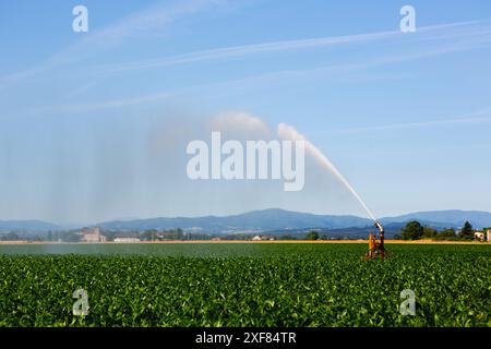 Impianto sprinkler per irrigare i terreni agricoli per mitigare gli effetti della siccità. Foto Stock