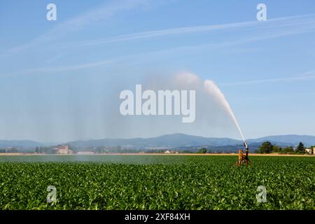 Impianto sprinkler per irrigare i terreni agricoli per mitigare gli effetti della siccità. Foto Stock