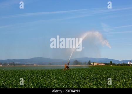 Impianto sprinkler per irrigare i terreni agricoli per mitigare gli effetti della siccità. Foto Stock