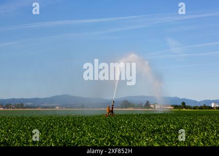 Impianto sprinkler per irrigare i terreni agricoli per mitigare gli effetti della siccità. Foto Stock