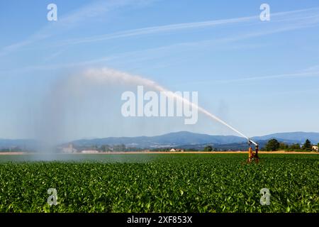 Impianto sprinkler per irrigare i terreni agricoli per mitigare gli effetti della siccità. Foto Stock