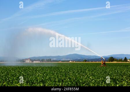 Impianto sprinkler per irrigare i terreni agricoli per mitigare gli effetti della siccità. Foto Stock