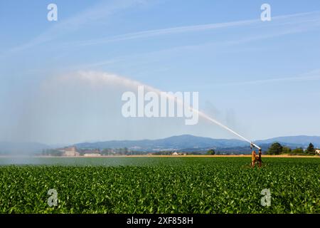 Impianto sprinkler per irrigare i terreni agricoli per mitigare gli effetti della siccità. Foto Stock