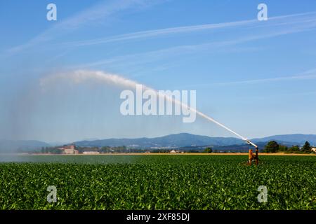 Impianto sprinkler per irrigare i terreni agricoli per mitigare gli effetti della siccità. Foto Stock