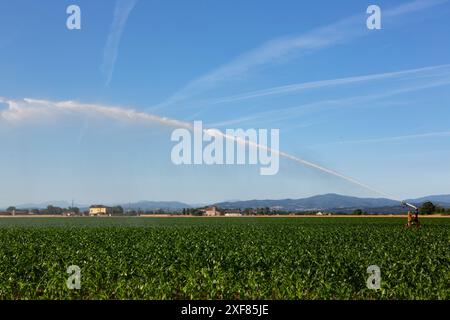 Impianto sprinkler per irrigare i terreni agricoli per mitigare gli effetti della siccità. Foto Stock