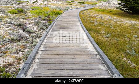Percorso tortuoso in legno che attraversa le dune di sabbia di Asilomar, California. Foto Stock