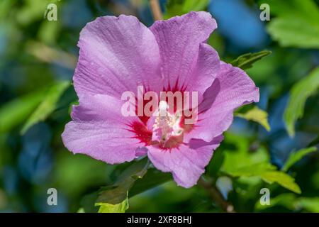 Un bellissimo fiore di ibisco lilla è fiorito in estate Foto Stock