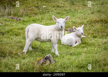 Geografia / viaggi, Gran Bretagna, Scozia, mandria di pecore nei pressi di Dunvegan, Isola di Skye, ULTERIORI DIRITTI-CLEARANCE-INFO-NOT-AVAILABLE Foto Stock